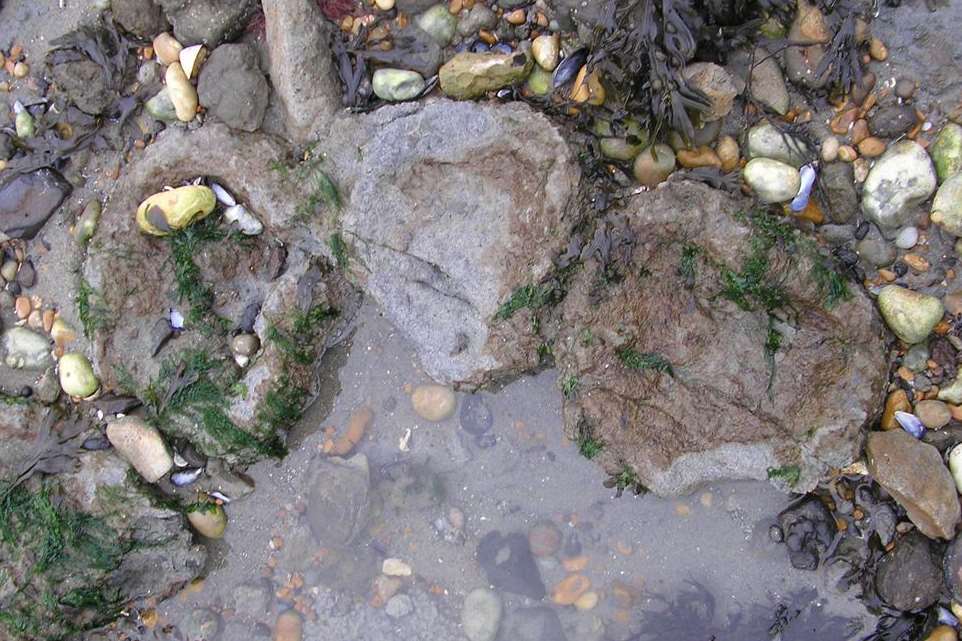 Dinosaur footprints found in Folkestone. Picture: Philip Hadland