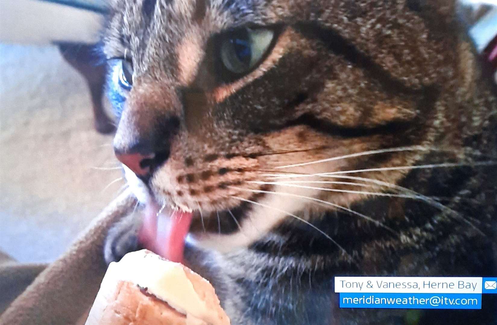 Lenny the tabby cat on meridian weather