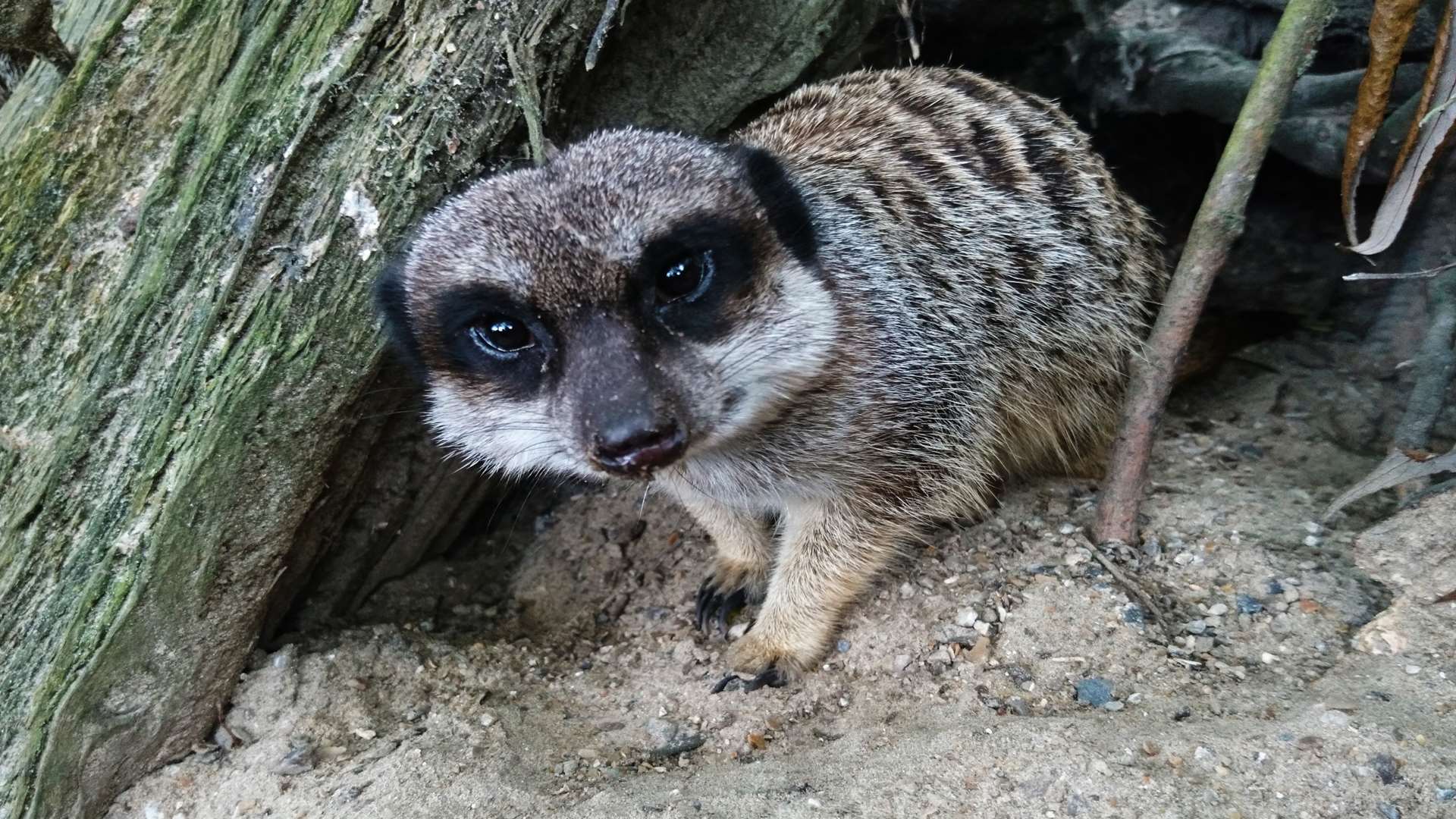 A meerkat takes a peek