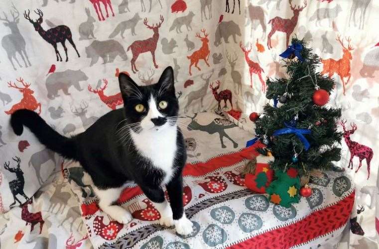 Smudge who will be joining his new family just in time for Christmas