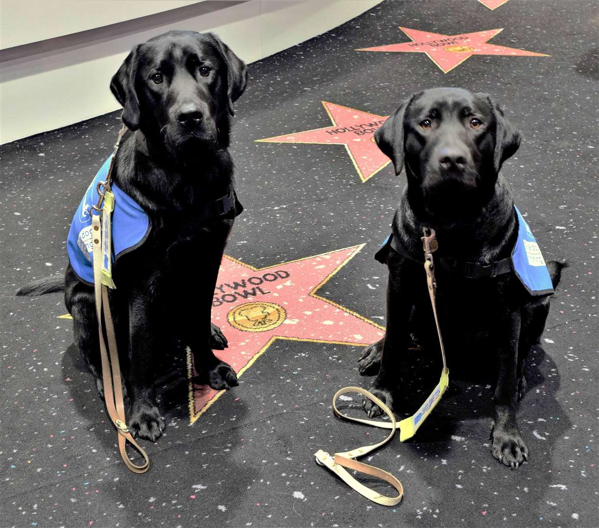 Guide Dogs in training visit Hollywood Bowl