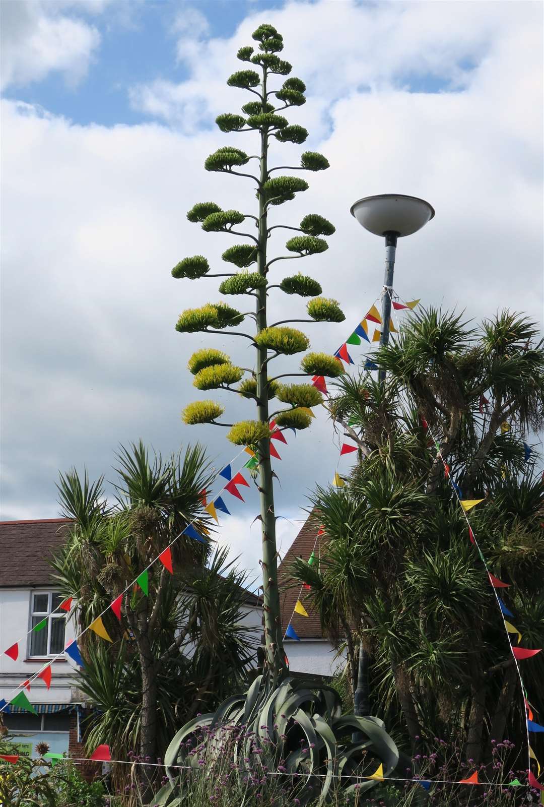 The giant plant has popped up in Tankerton. Picture: Karen Lane