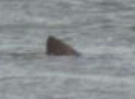 The shark spotted off Herne Bay, according to Abi Bell