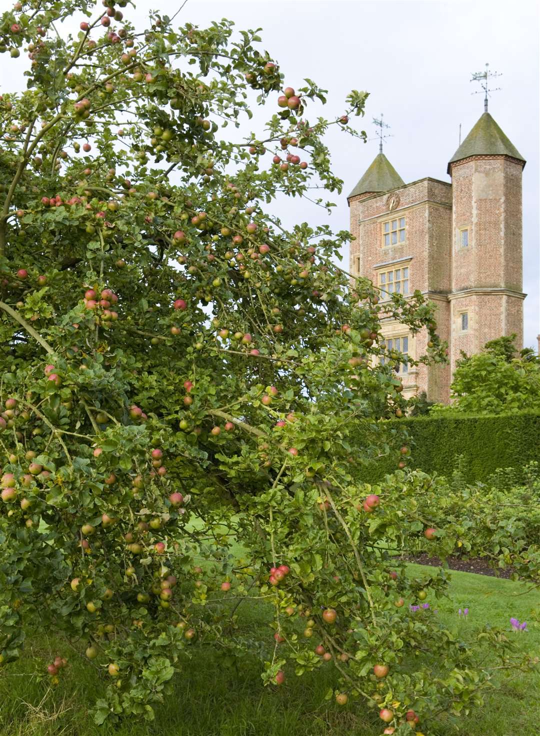 Apples growing in the orchard at Sissinghurst Castle Garden Picture: National Trust Images