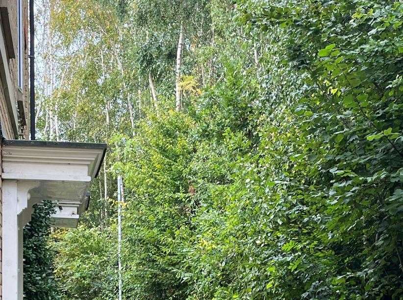 Residents say the trees used to be attended to before the pandemic. Picture: Emma Tench