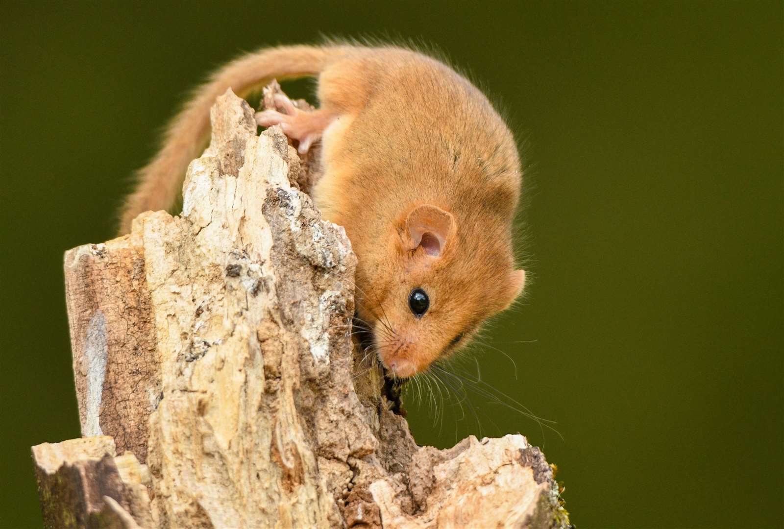 The hazel doormouse is struggling amid habitat decline and climate change. Image: iStock.