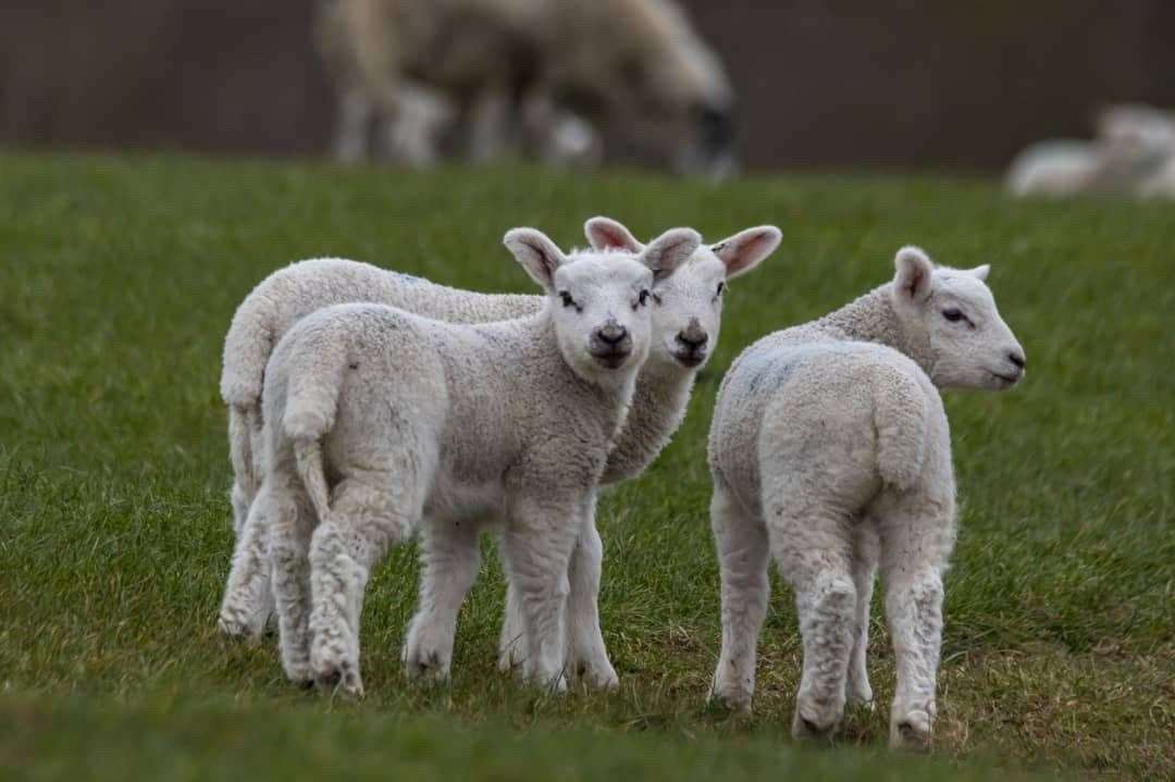 A lamb has drowned while fleeing a loose dog in Ashford. Stock image