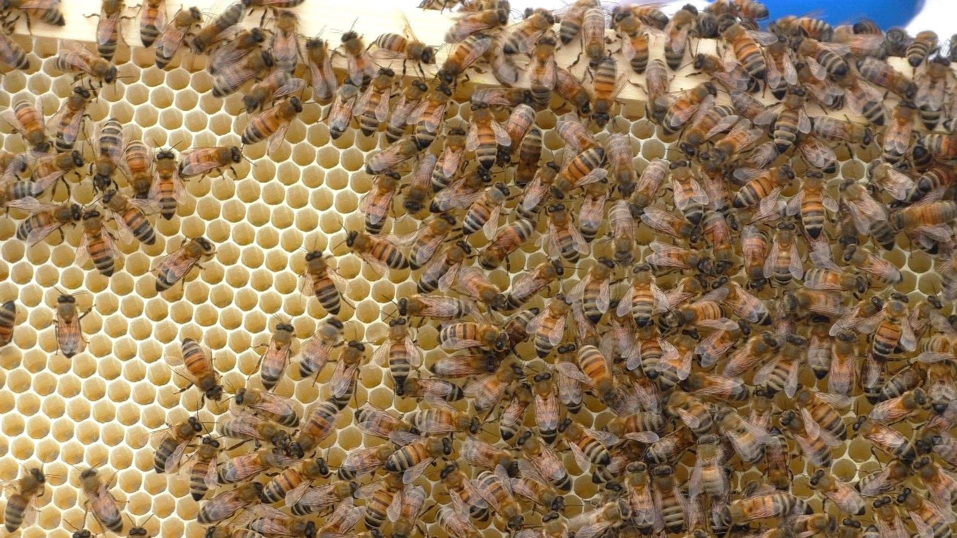 They have thousands of bees across the project