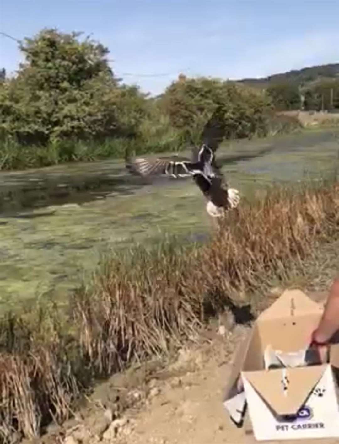 The mallard was eventually released back into the wild