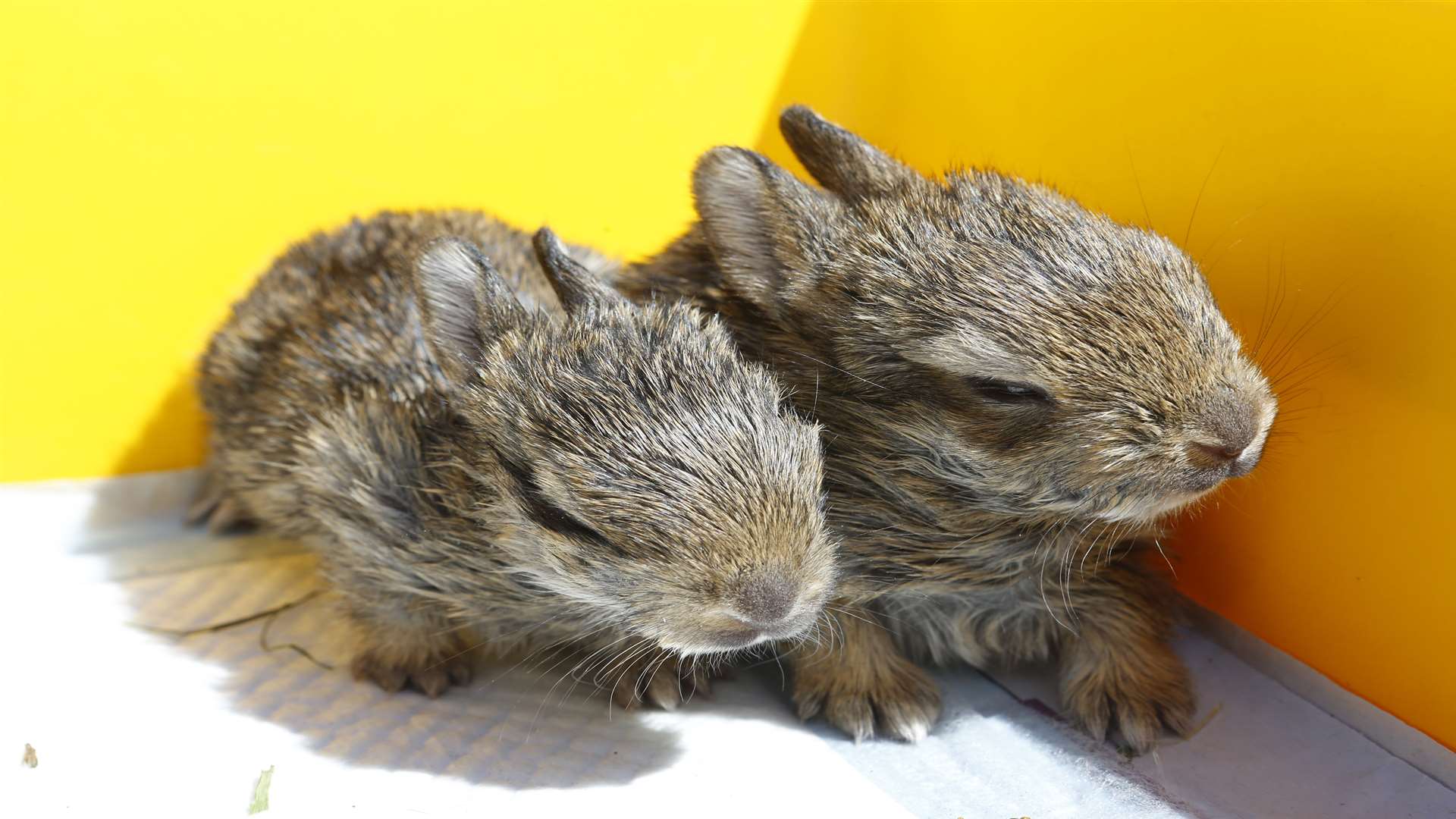 Baby rabbits Smokey and The Bandit were rescued after being fired from a lorry exhaust