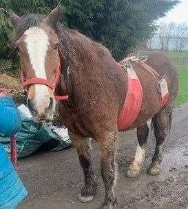 Gladys the horse was rescued after getting stuck in a stable. Picture: Kent Fire and Rescue Service