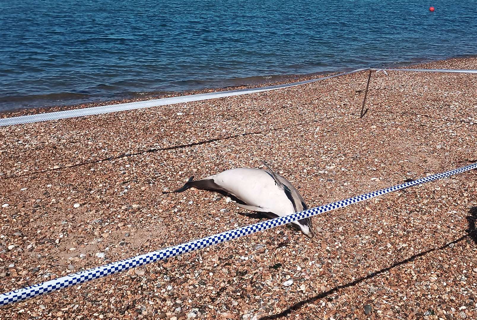 A dead dolphin was found on a beach in Whitstable yesterday. Picture: Samuel Gross