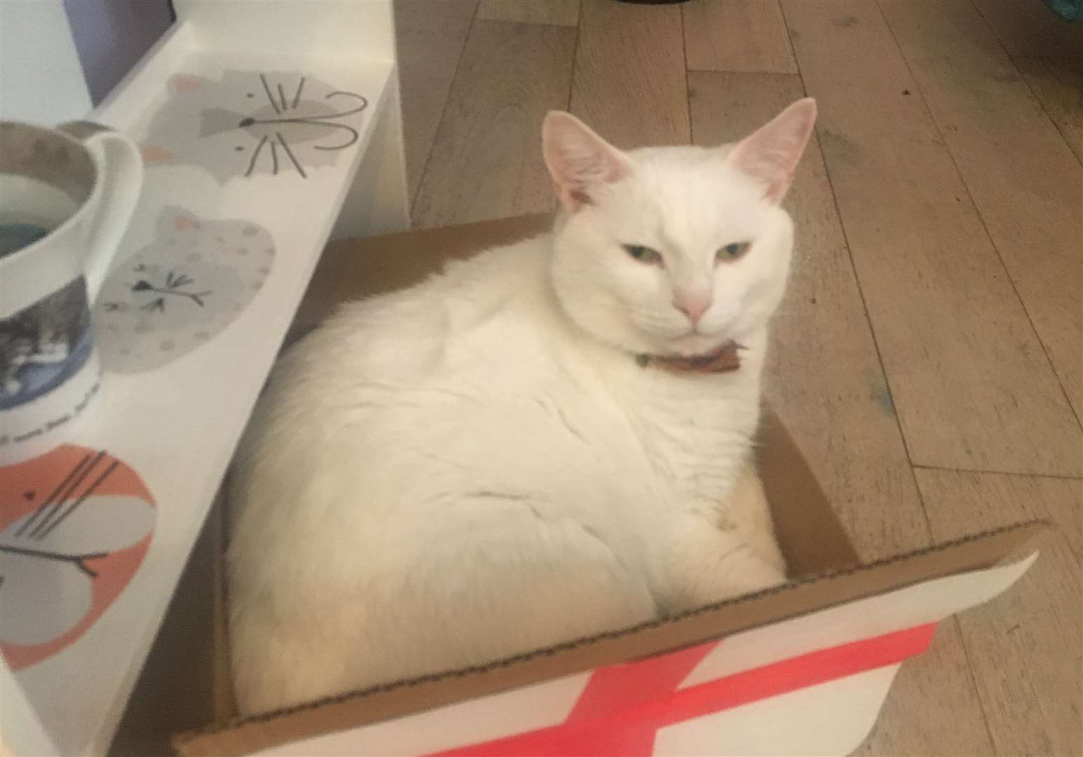 Frank, the deaf white cat greets visitors to Paws Cat Cafe