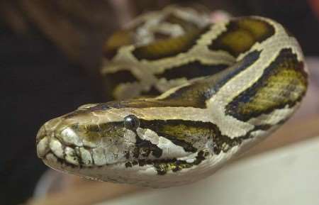 The python discovered in a house. Picture: GRANT FALVEY