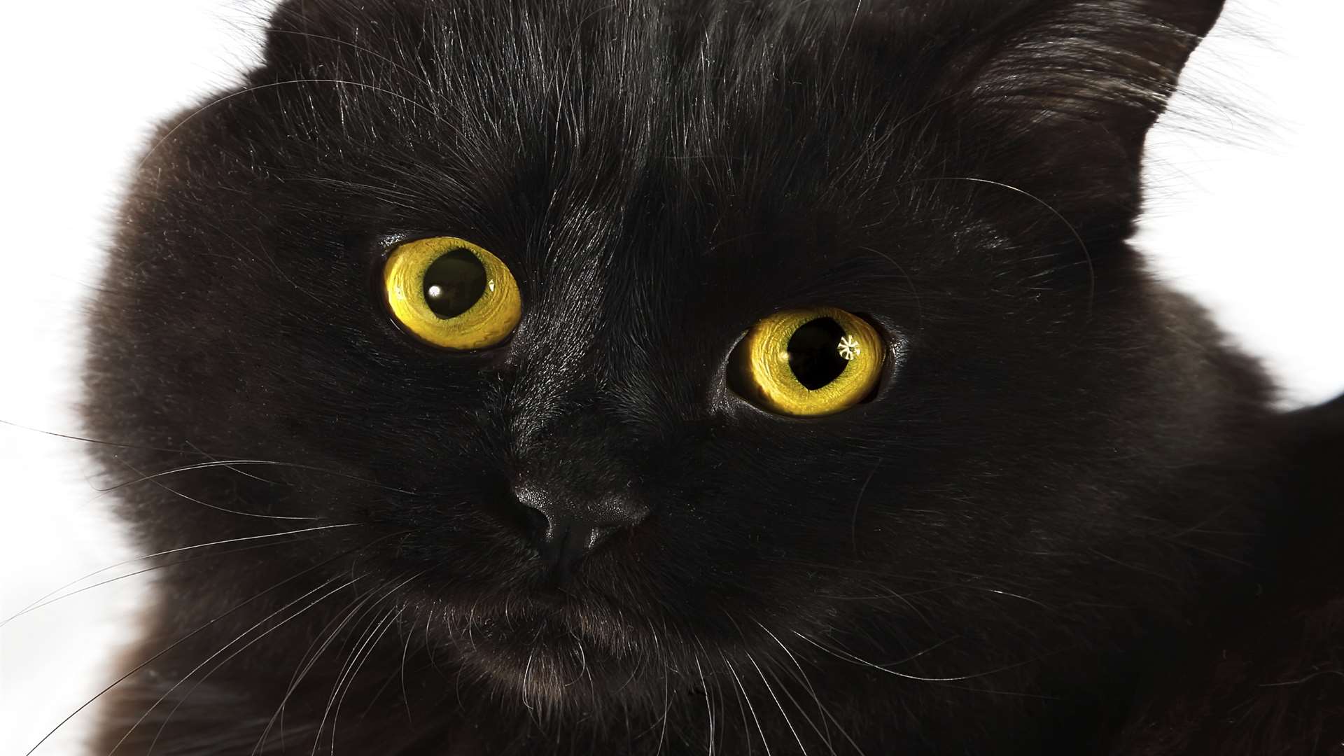 The Tunbridge Wells & Maidstone RSPCA has issued an urgent appeal to the public because it is bursting with beautiful black cats begging for a forever home