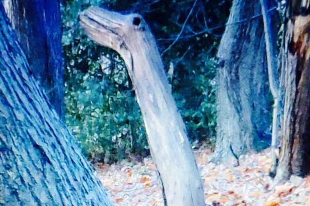 A tree nicknamed 'treestumptaurus' in Ashford
