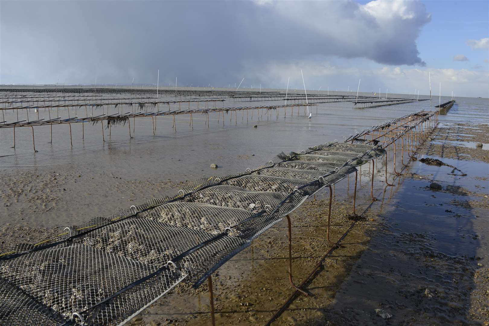 Oyster racks on Whitstable beach, exposed at low tide