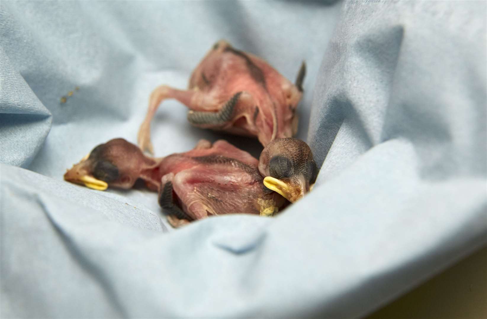 Nestlings have few or no feathers and are unlikely to survive outside their nest. Picture: RSPCA.