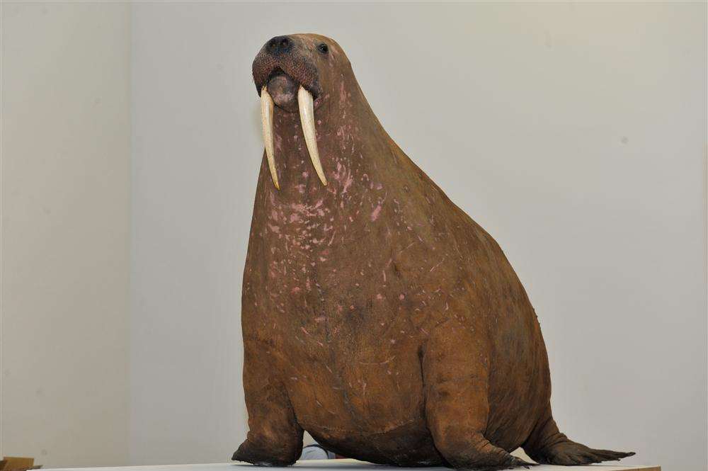 The giant stuffed walrus on show at the Turner Contemporary