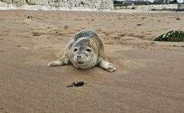The seal pup was found on Joss Bay in Broadstairs. Picture: Mark Noone