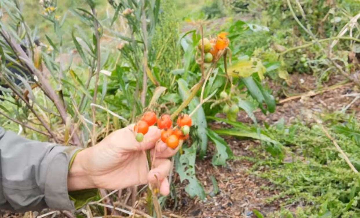 Hundreds of so-called "poop tomatoes" were discovered growing in Pegwell Bay