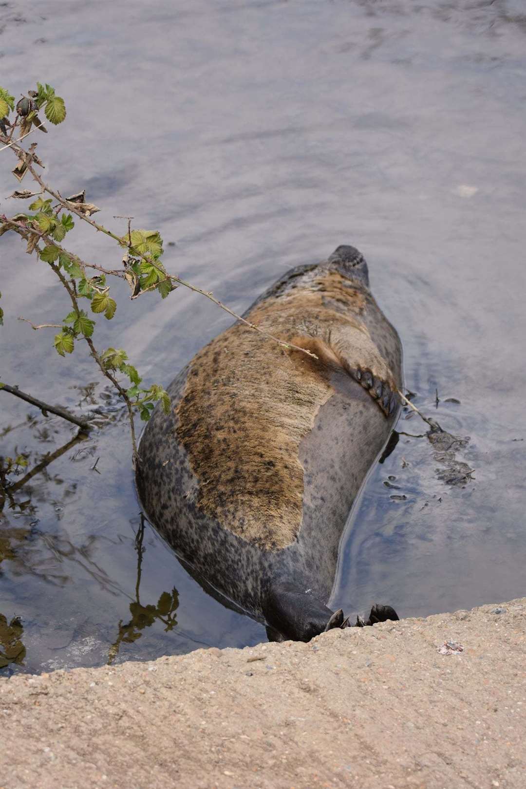 Bradley the seal is still in the River Medway. Picture: Robert Greenham