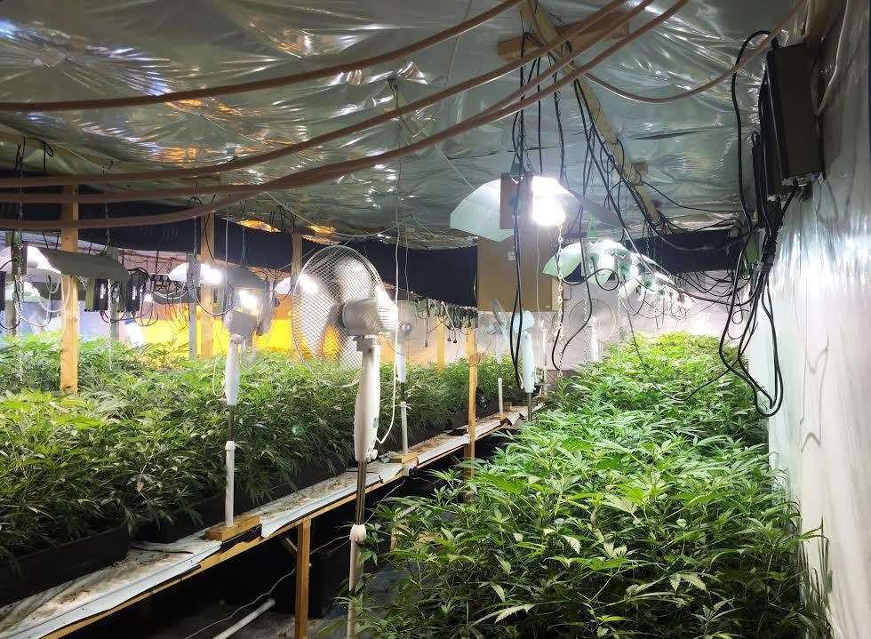 It was believed the be the biggest cannabis operation ever uncovered in the UK