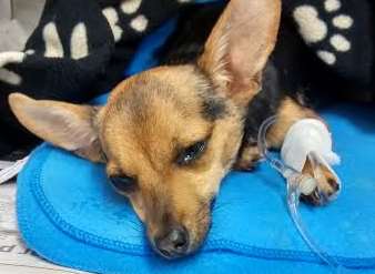 The chihuahua was abandoned halfway through giving birth