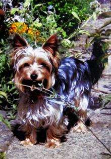 Roxy the Yorkshire Terrier, who was savaged by greyhounds