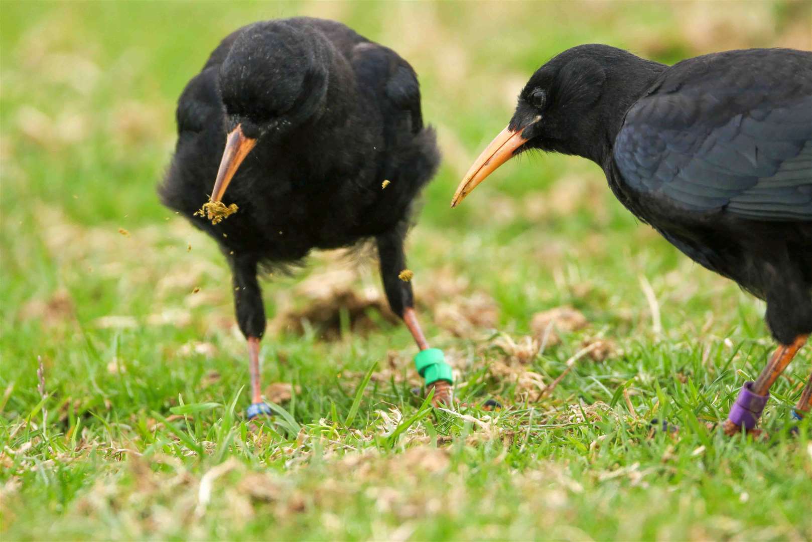 The red-billed chough is a rare member of the crow family. Picture: Kent Wildlife Trust