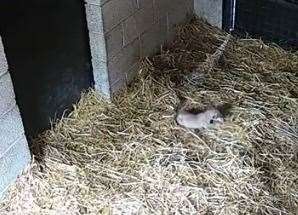 Another three cubs were born at Port Lympne in January this yea, although two sadly passed away. Picture: Cub Cam