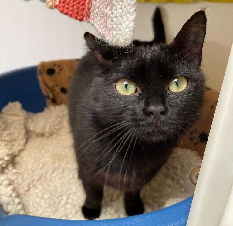 Elizabeth is approximately three years old and has been with the RSPCA for 72 days. Picture: RSPCA