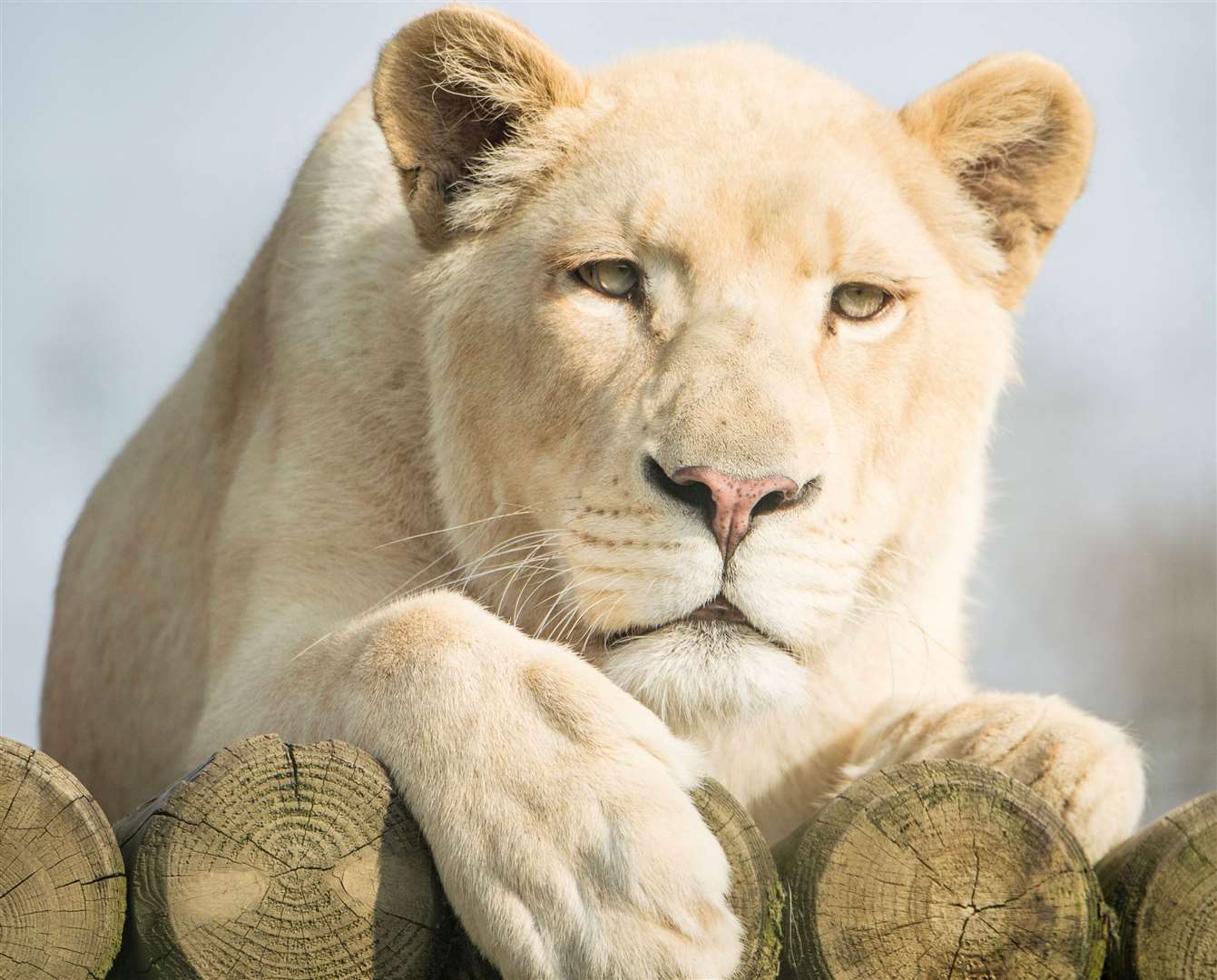 The Big Cat Sanctuary's white lioness Imara has died aged 11. Picture: The Big Cat Sanctuary