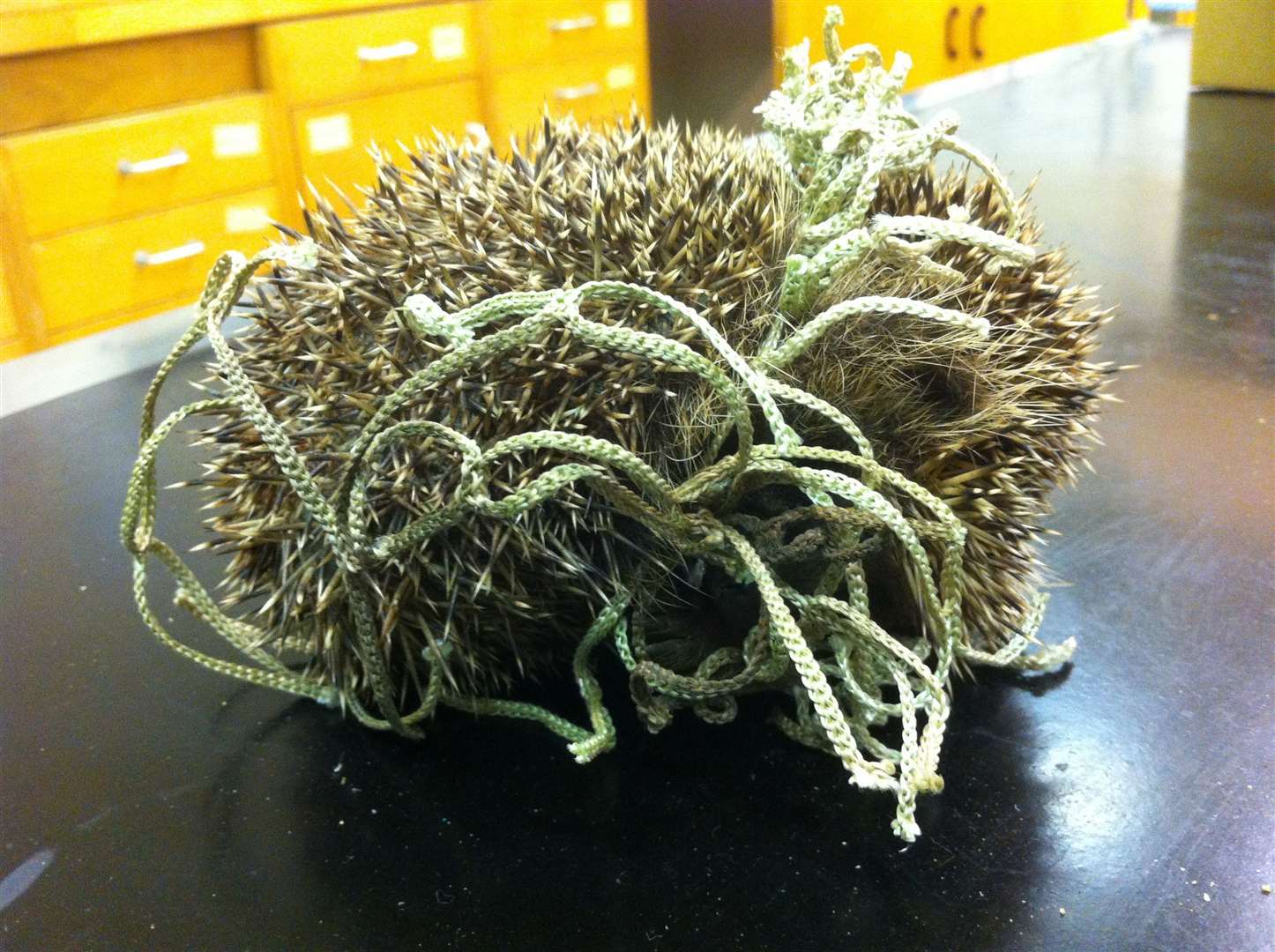 The RSPCA warn this is 'hectic hedgehog' month