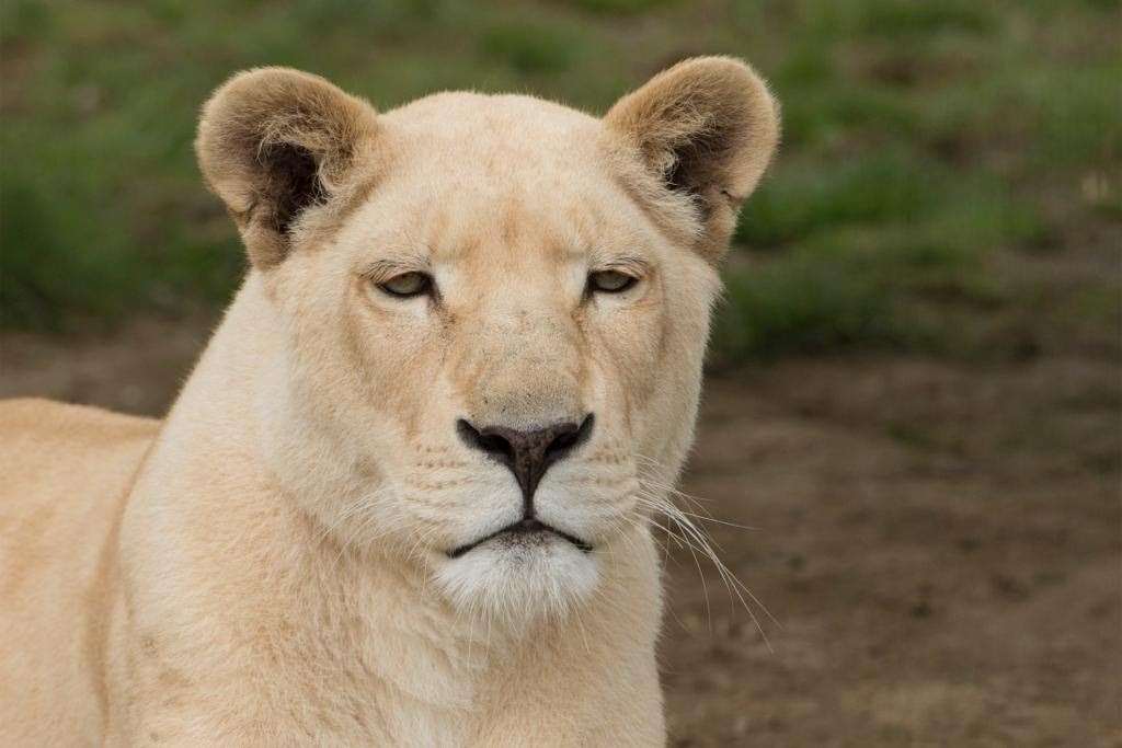 The white lioness Joy died aged 15. Pictures: Big Cat Sanctuary