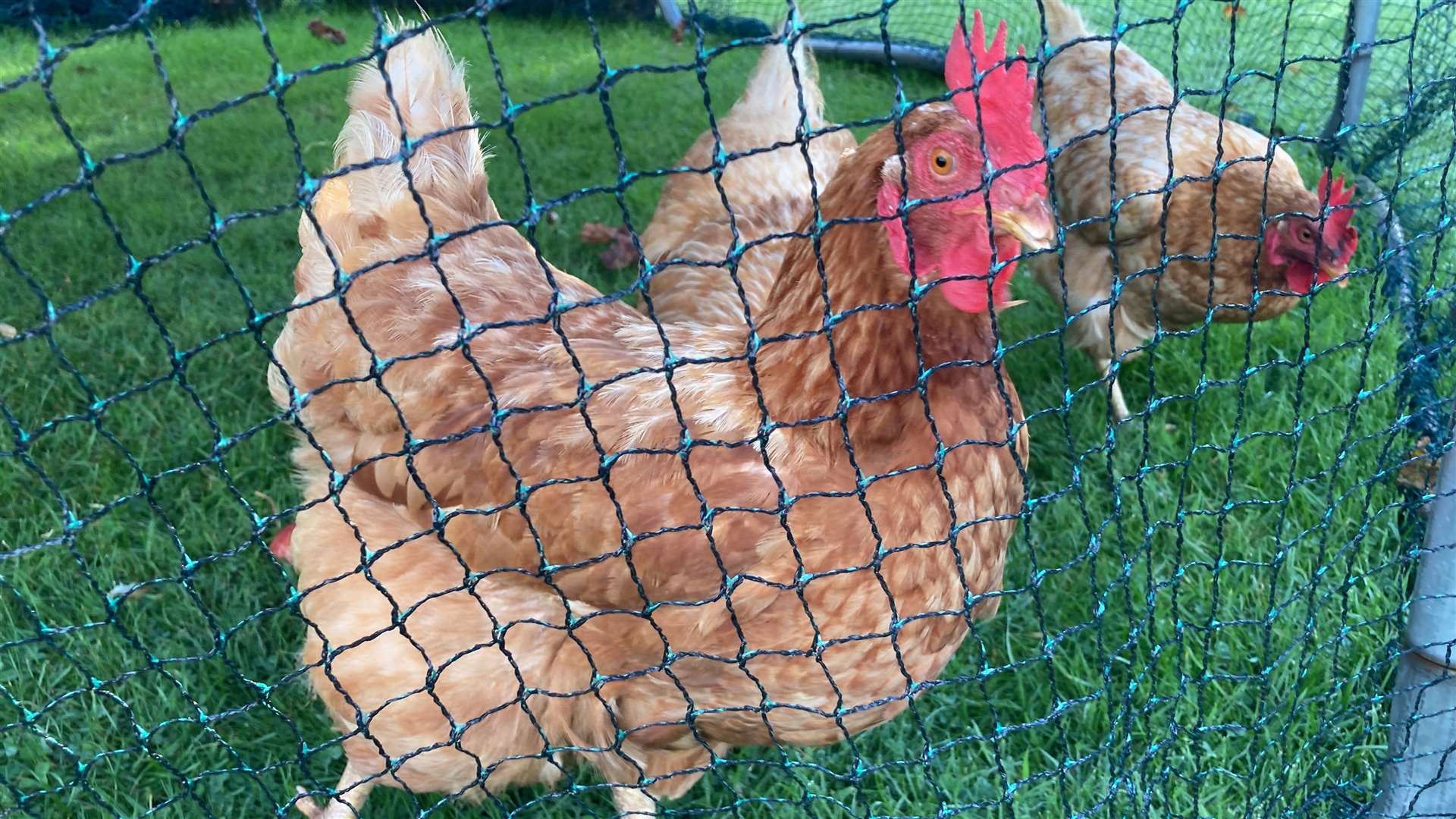 Chickens not enjoying Defra's 'flockdown' to counter bird flu. Picture: John Nurden
