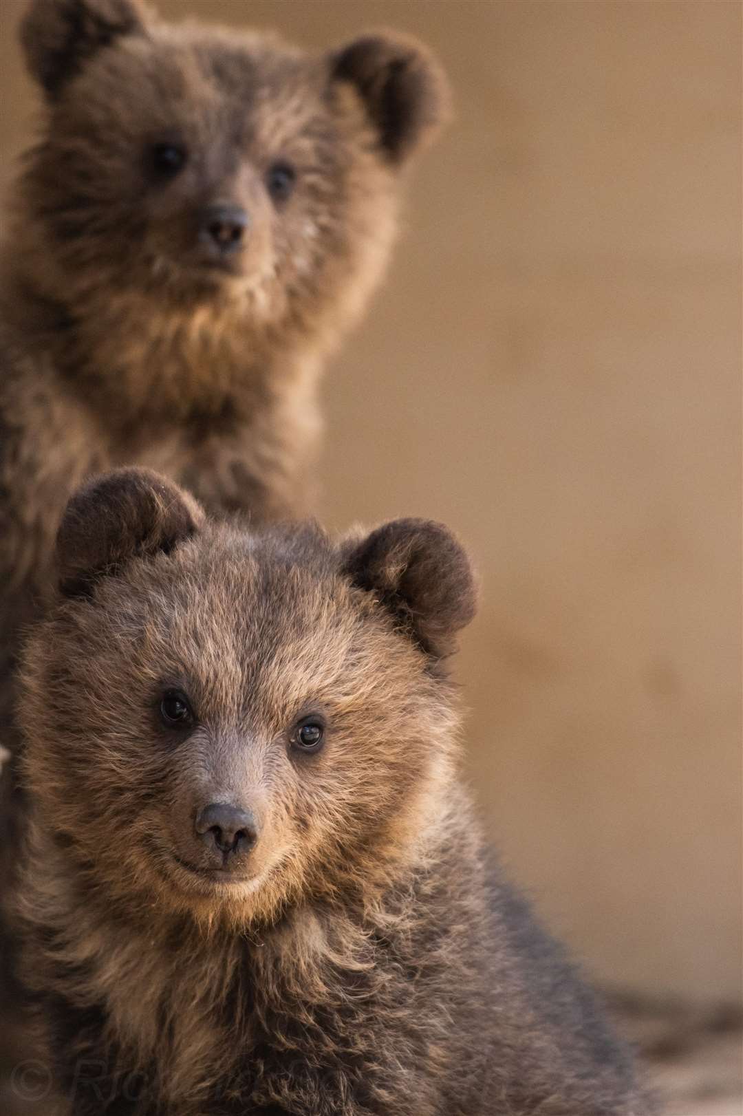 The cubs are said to have been saved from certain death. Picture: Wildwood Trust