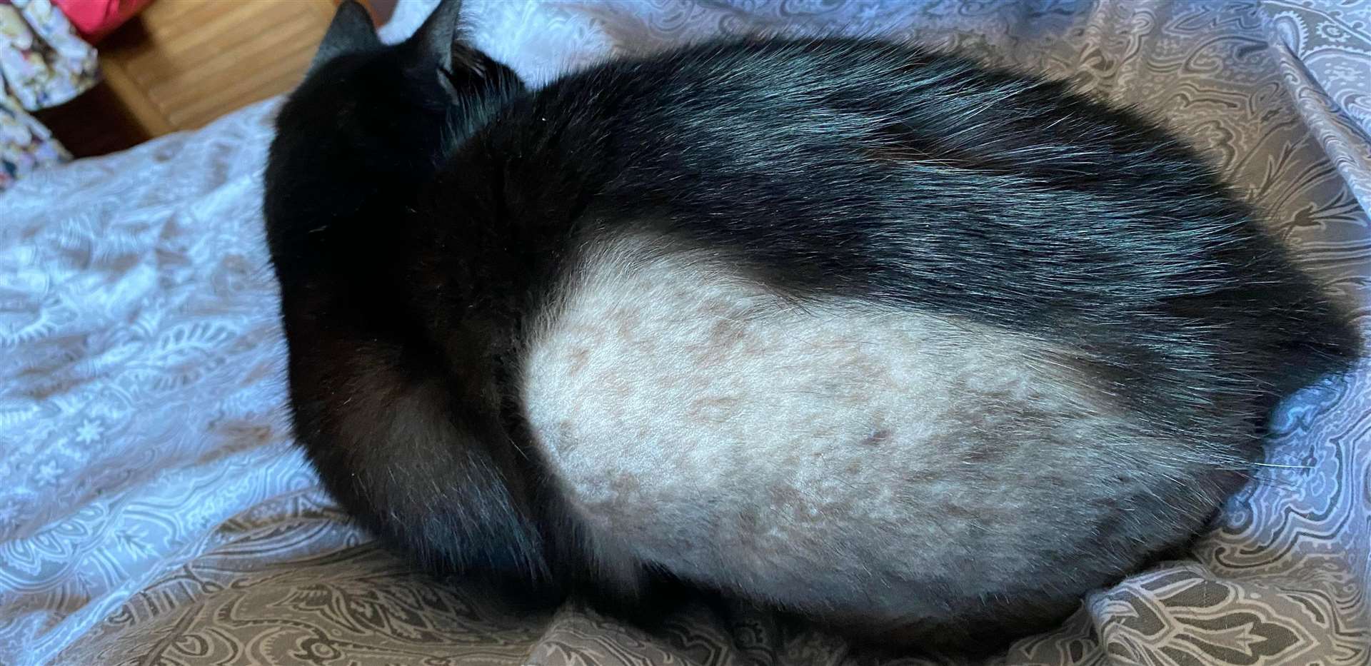 Cats are having their fur shaved in random attacks in Medway