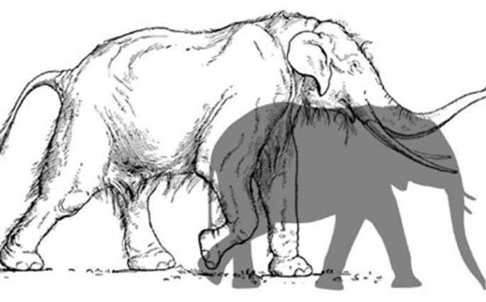 How the ancient elephant would have measured up to those we are familiar with today