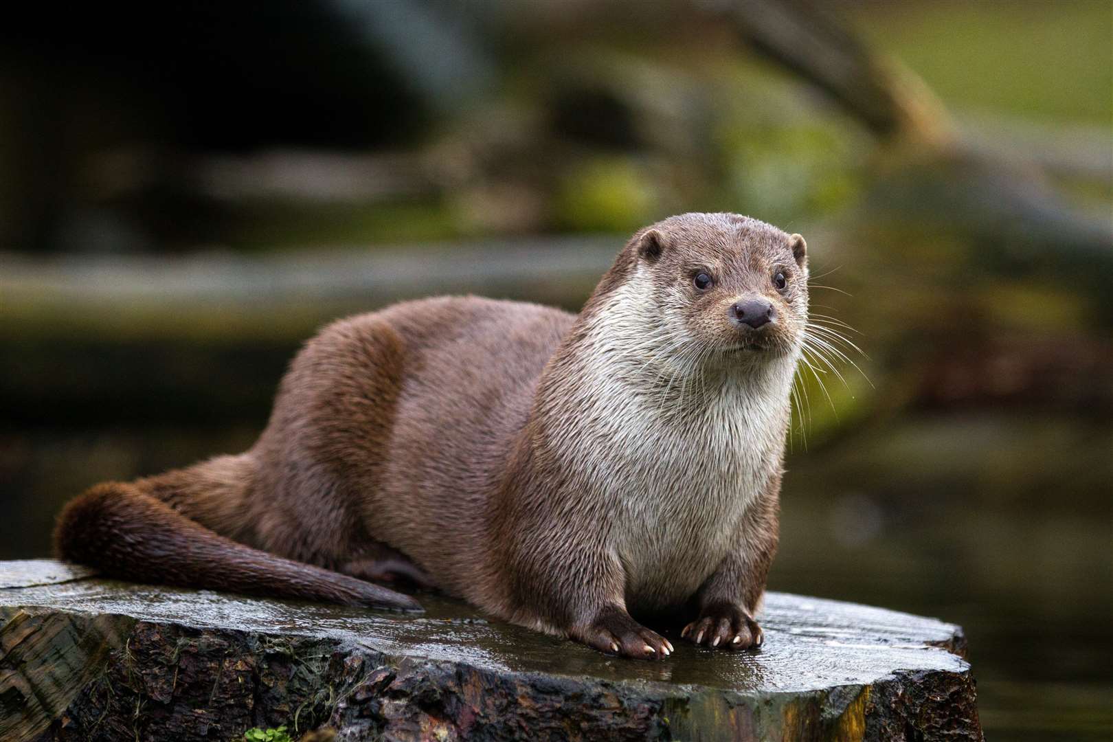 Otters could find a new home there. Stock image