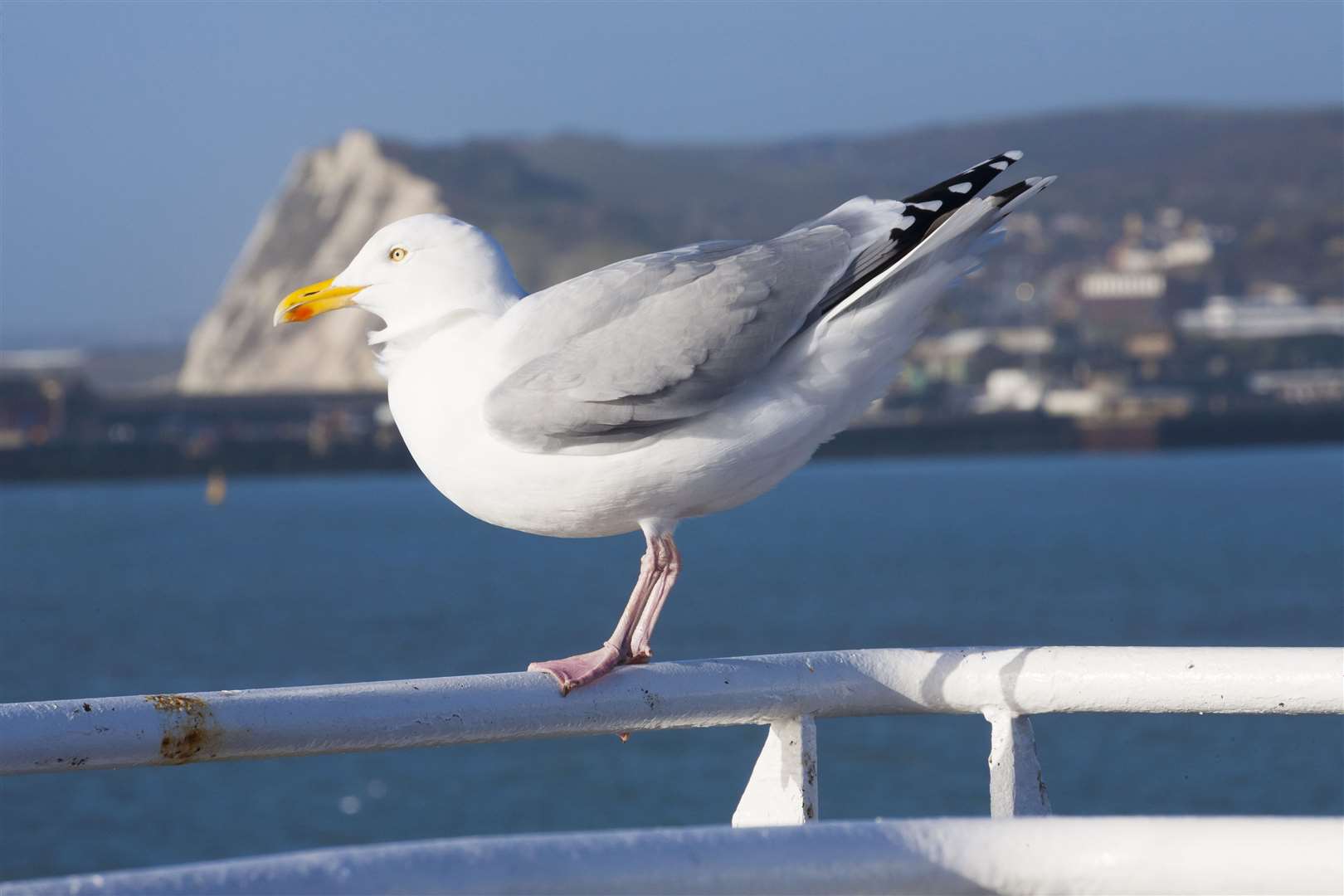 A live seagull was found at the budget-hotel in Dartford. Picture: Stock