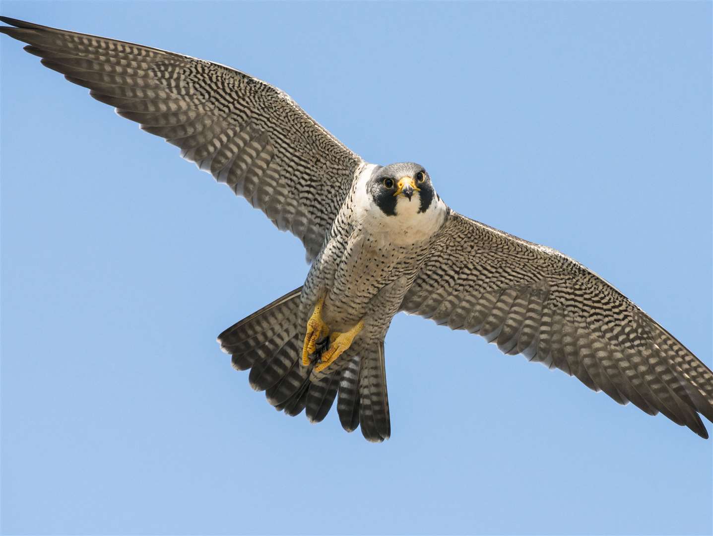 Peregrine falcons have been known to nest in the cliffs at Bluewater