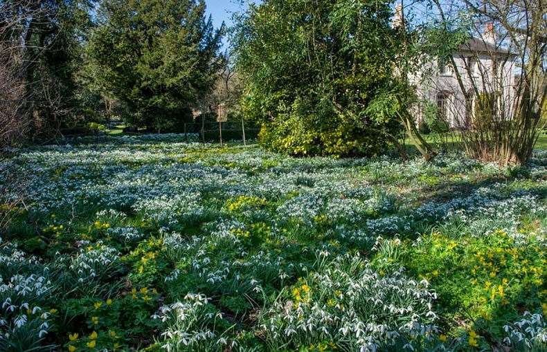 The Old Rectory is a stunning garden near Sevenoaks that boasts hundreds of different snowdrops. Picture: Bennet Smith