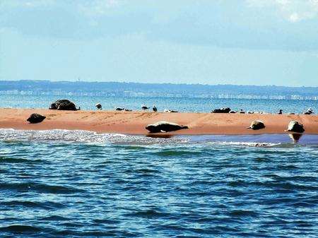Seals at the Goodwin Sands