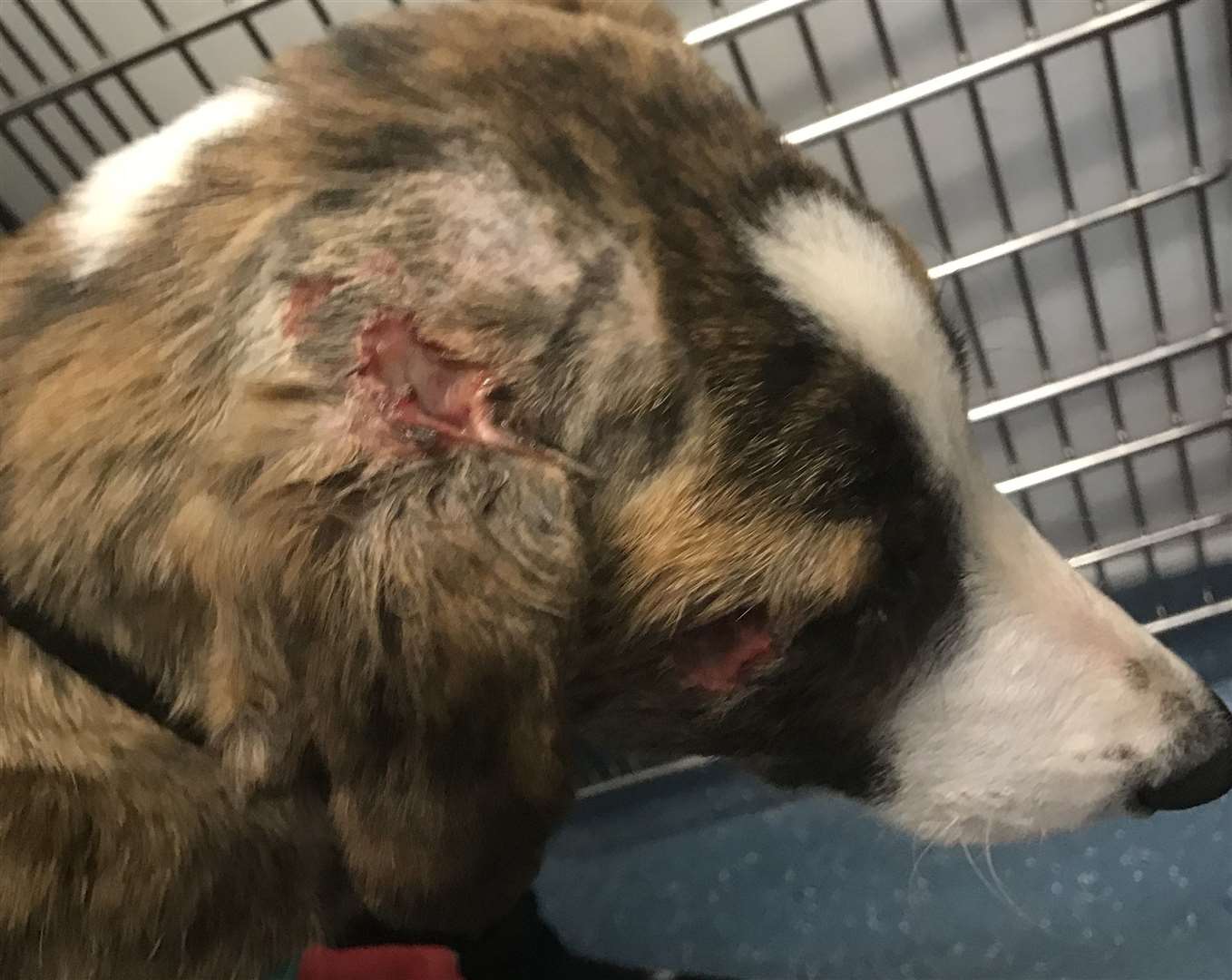 It is thought the animal may have been used in dog fighting training. Picture: RSPCA