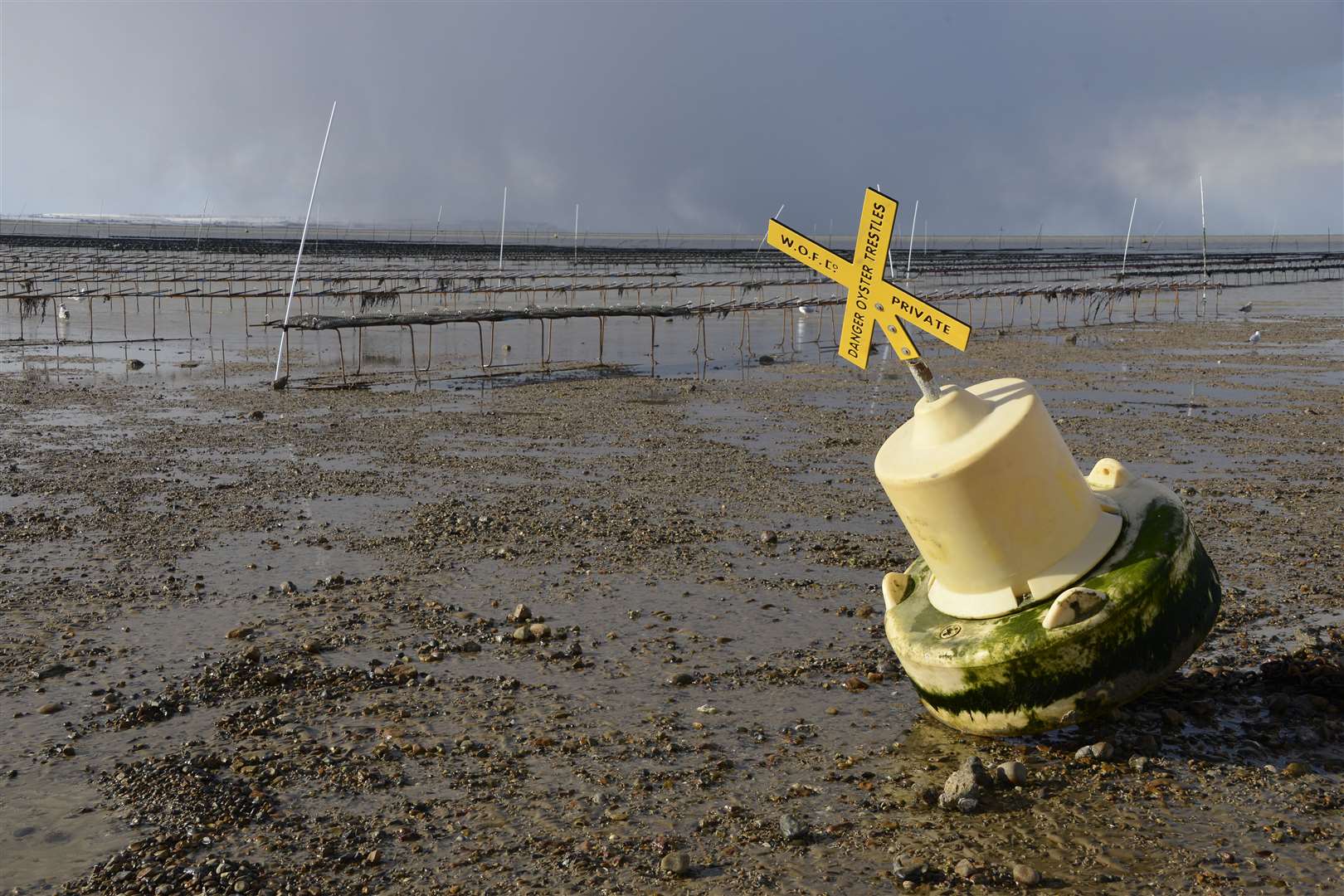 The Whitstable Oyster Fishery Company farm has grown in size each year. Picture: Paul Amos