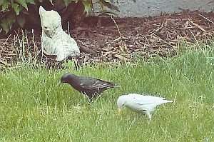 The odd couple - rare white starling and normal companion