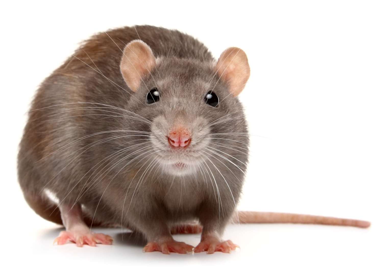 Stock image of a rat Credit: iStock