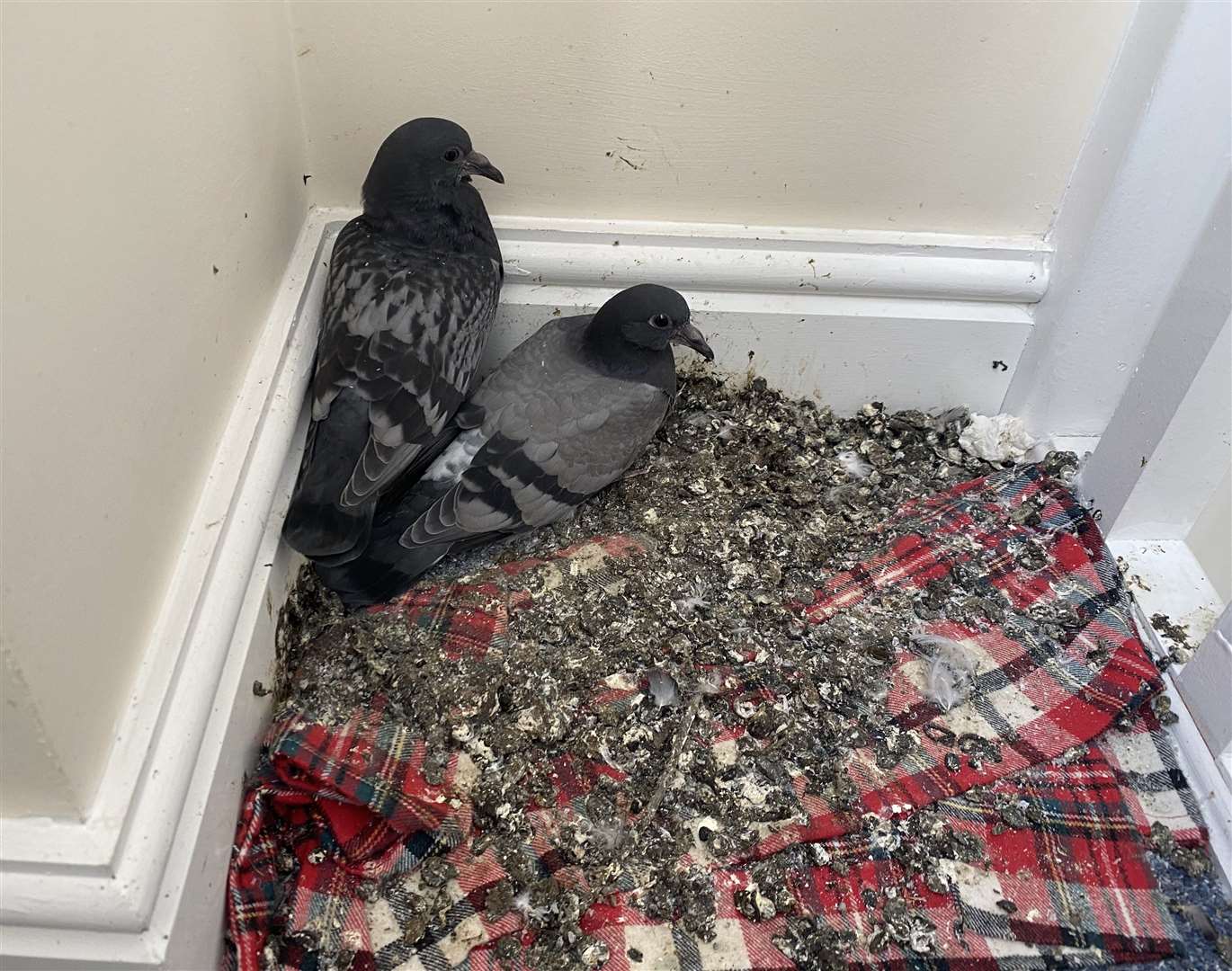 Pigeons living in the corridor. Picture: Alex Claridge