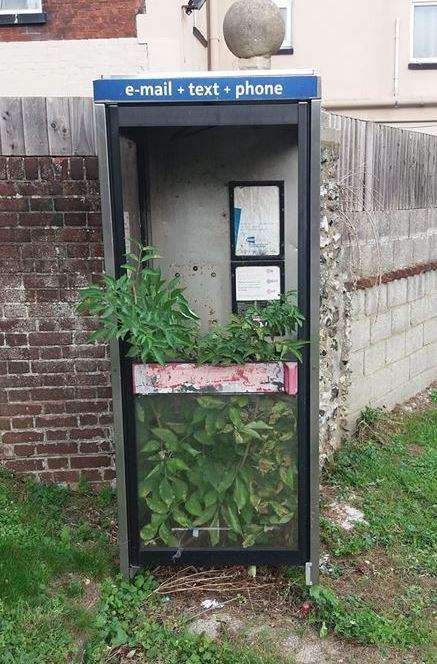 Greenhouse gaffe? A weed-infested telephone box at Buckland Bridge. Picture:Augusta Pearson, AFMID
